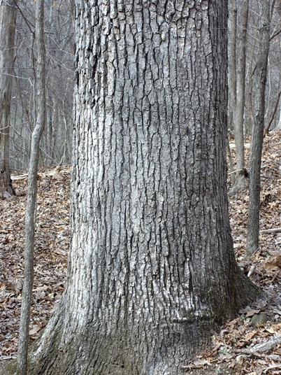 {Quercus alba}